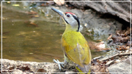 Grey-headed Woodpecker