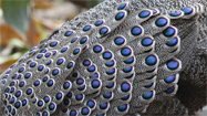 Grey peacock Pheasant