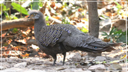 Grey Peacock Pheasant