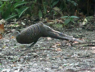 Grey Peacock Pheasant