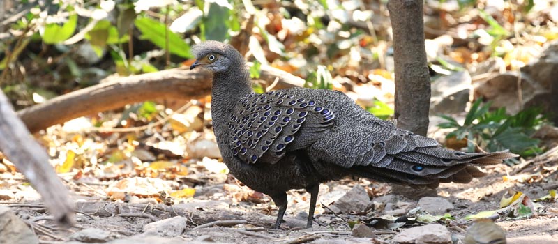 Grey Peacock Pheasant