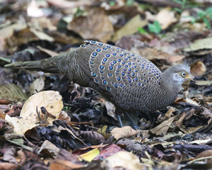 Grey Peacock Pheasant