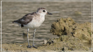 Grey Plover