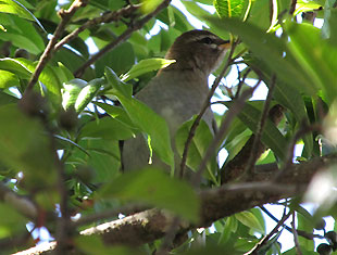 Grey-sided Thrush