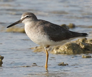 Grey-tailed Tattler