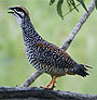 Chinese Francolin