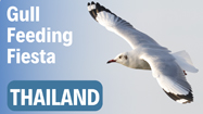 Gull Feeding at Samut Sakhon