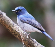 Hainan Blue Flycatcher