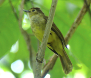 Hairy-backed Bulbul