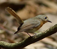 Female Hill Blue Flycatcher