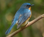 Hill Blue Flycatcher