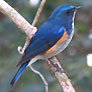 Himalayan Bluetail
