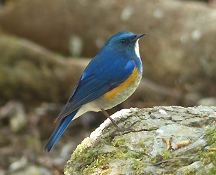 Himalayan Bluetail