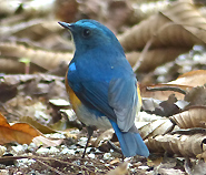 Himalayan Bluetail