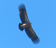 Himalayan Griffon