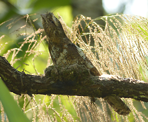 Hodgson's Frogmouth