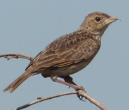 Horsfield's Bushlark