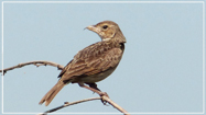 Horsfield's Bushlark