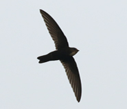 House Swift