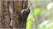 Hume's Treecreeper