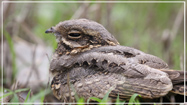 Indian Nightjar