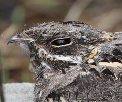 Indian Nightjar