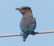 Indian Roller