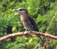 Indian Roller