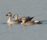 Indian Spot-billed Duck