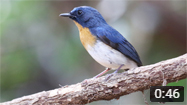 Indochinese Blue Flycatcher