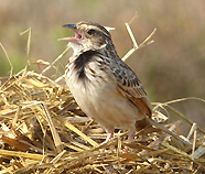 Indochinese Bushlark
