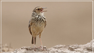 Indochinese Bushlark