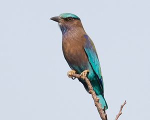 Indochinese Roller