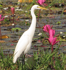 Intermediate Egret