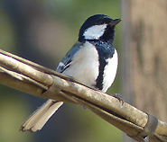 Japanese Tit