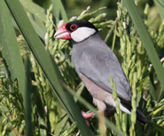 Java Sparrow