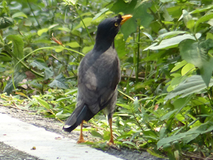 Javan Myna