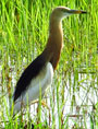 Javan Pond Heron