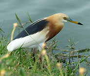 Javan Pond Heron