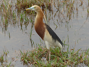 Javan Pond Heron