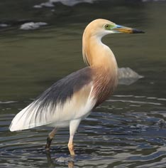 Javan Pond Heron