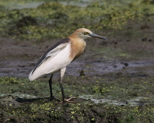 Javan Pond Heron