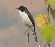 Jerdon's Bushchat