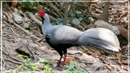 Kalij Pheasant