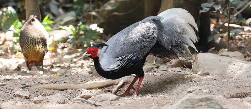 Kalij Pheasant