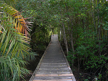 Mangrove Boardwalk, Krabi