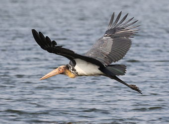 Lesser Adjutant