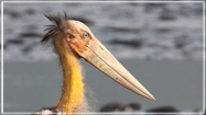 Lesser Adjutant