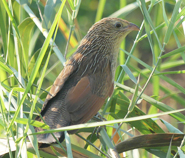 Lesser Coucal