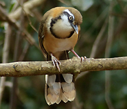 Lesser Necklaced Laughingthrush